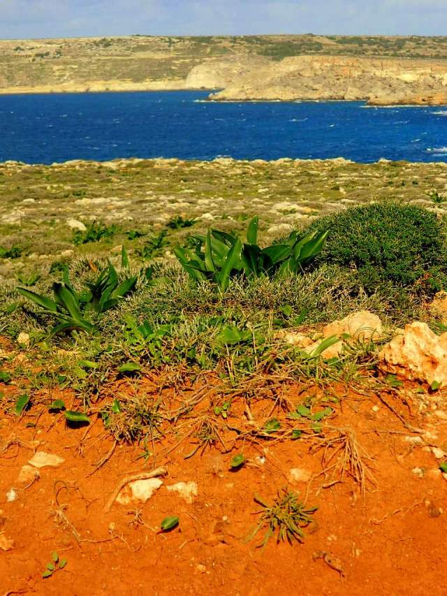 il-majjistral-colours