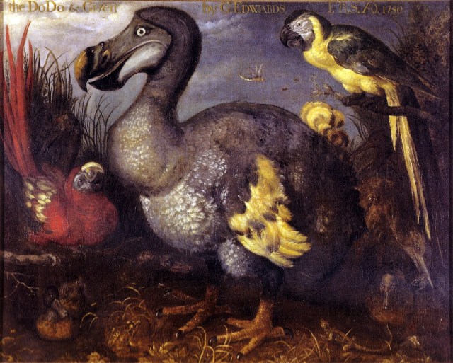Dodo bird painting