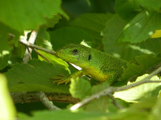 crocodile in tree
