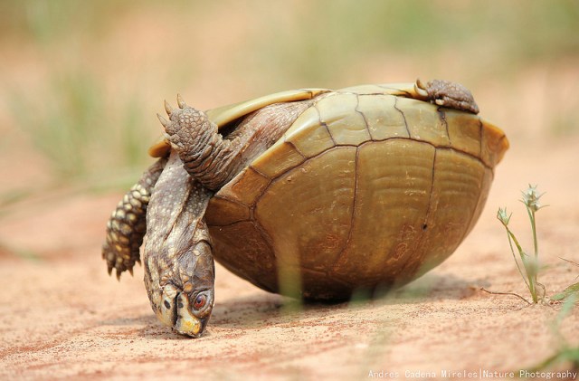 turtle_upside_down