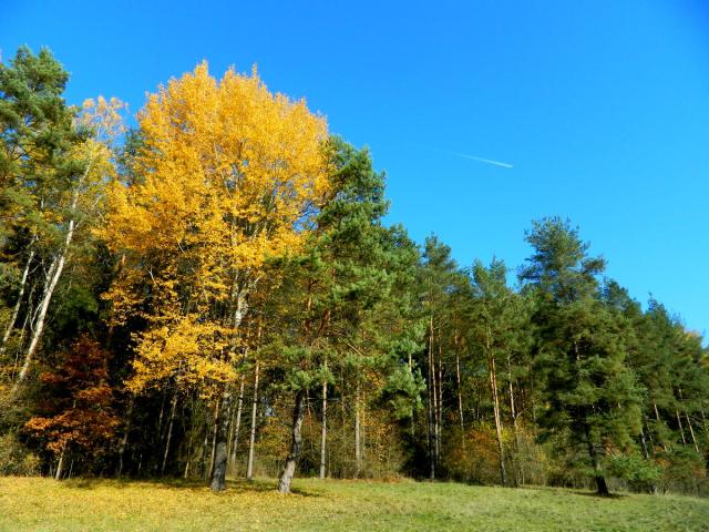 autumn colors trees plane