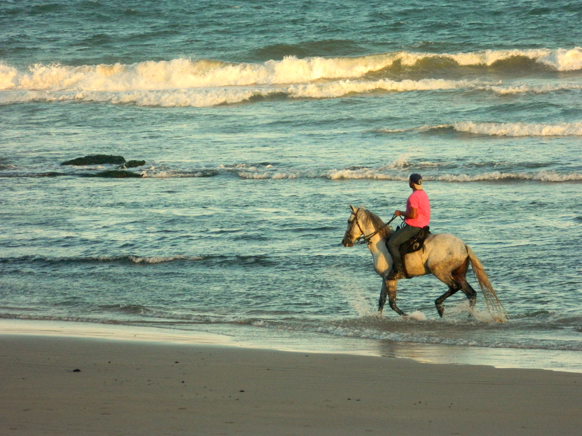 horse beach 1