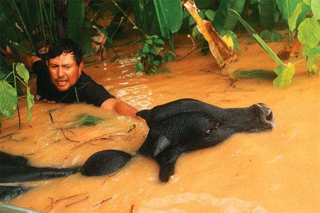 man crossing river with cow.jpg