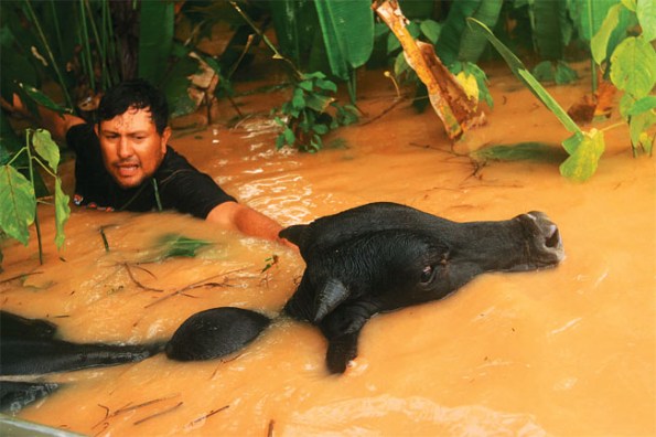 man crossing river with cow.jpg