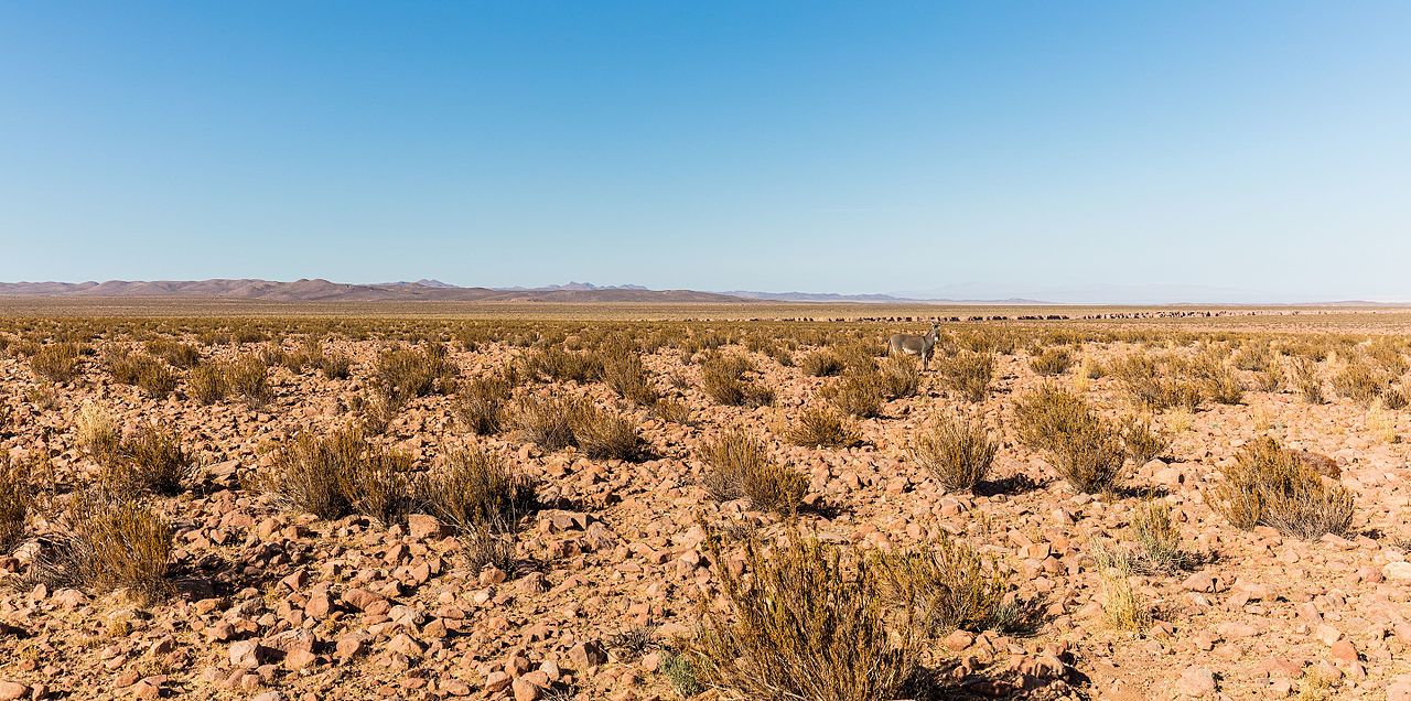 Atamaca desert donkey