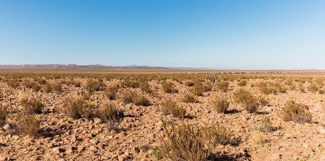 Atamaca desert donkey