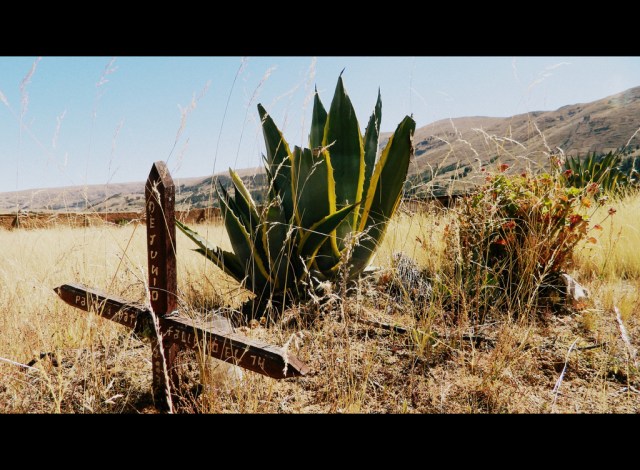 cemetery-cactus-western-001