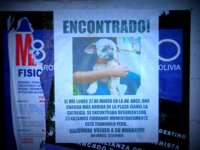 perro poster.JPG
