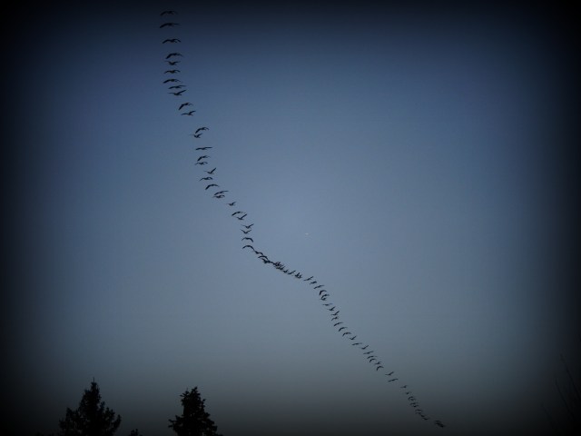Canada geese.JPG