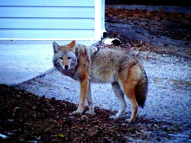 coyote Huntington Hills 1