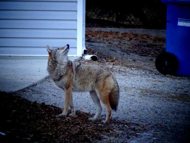 coyote Huntington Hills 2