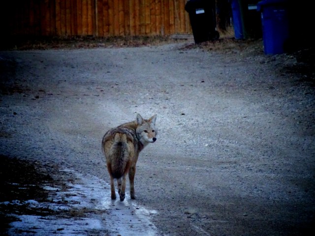 coyote Huntington Hills 3