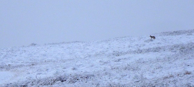 coyote Nose Hill Park snow.JPG