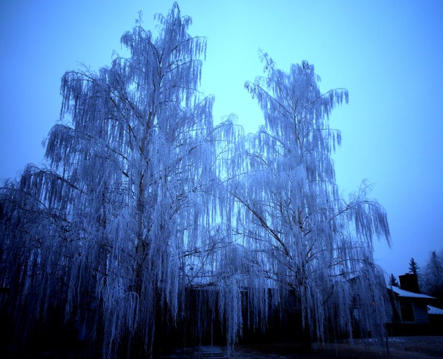 trees frozen Calgary.JPG