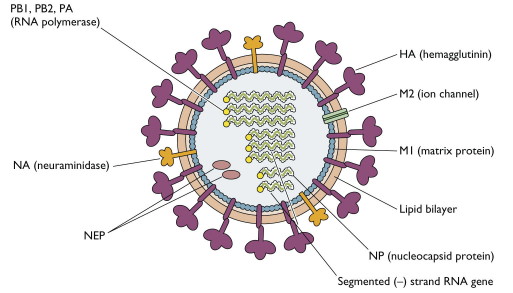 influenza-virion3