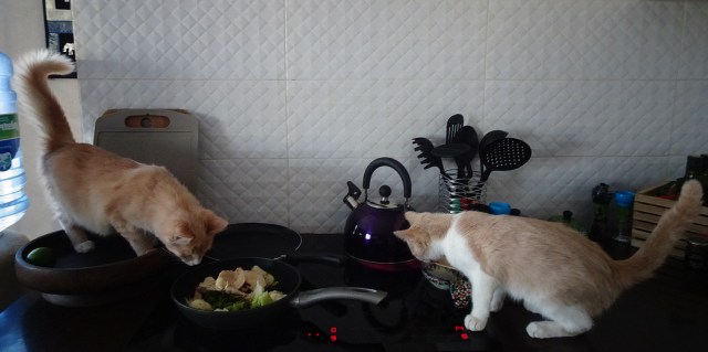 cats cooking