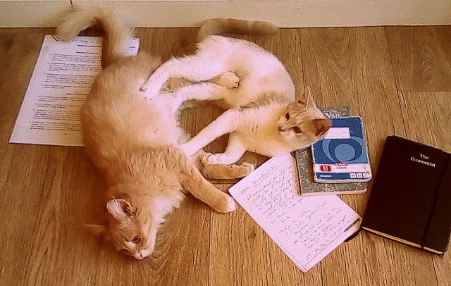 cats fighting over homework
